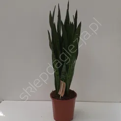 Sansevieria 21/70