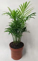 Palma Elegans 12/35