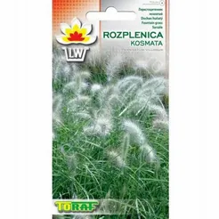 Trawa Rozplenica Kosmata 12szt T
