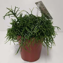Rhipsalis 12/20
