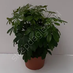 Schefflera 21/50
