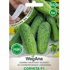 Ogórek Corveta konserwowy F1 taśma 6m W