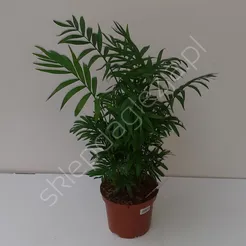 Palma koralowa Chamaedorea 24/130