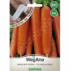 Marchew Darina taśma 6m W