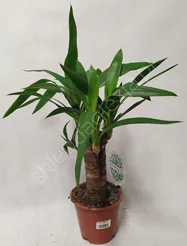 Juka 12/50