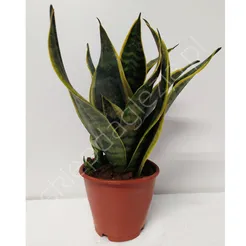 Sansevieria 12/35