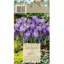 Krokus Aqua 7-8  DCO