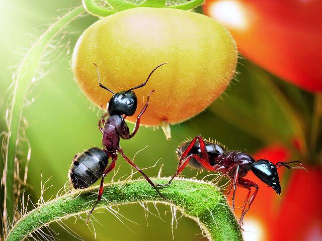 Mrówki atakują... Podpowiadamy jak z nimi walczyć i w domu i w ogrodzie.