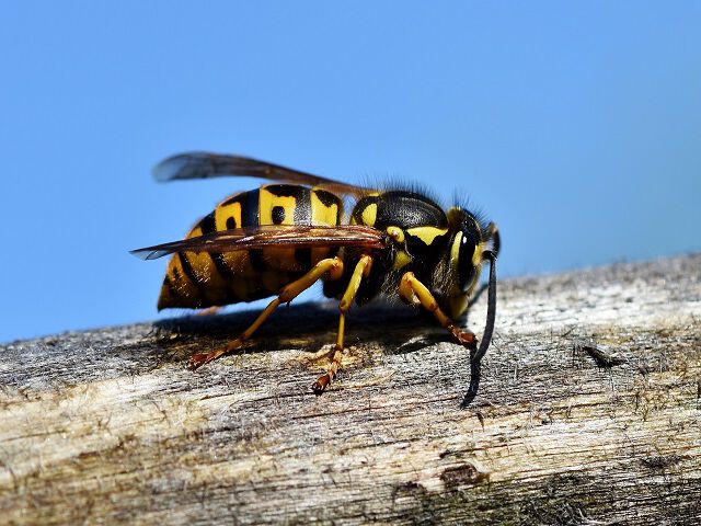 Jak chronić się przed insektami? Poznaj najskuteczniejsze środki na insekty w ogrodzie