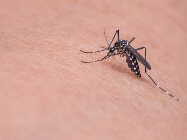 Najskuteczniejsze środki na komary – czy wystarczą naturalne preparaty?