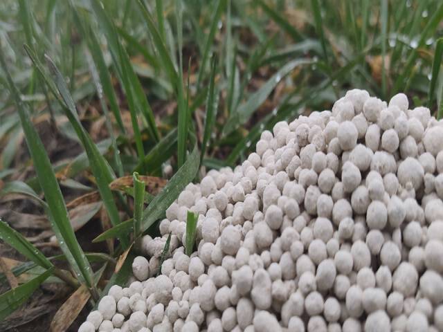 Wapno granulowane - sposób na odkwaszenie ziemi i na trawnik bez mchu