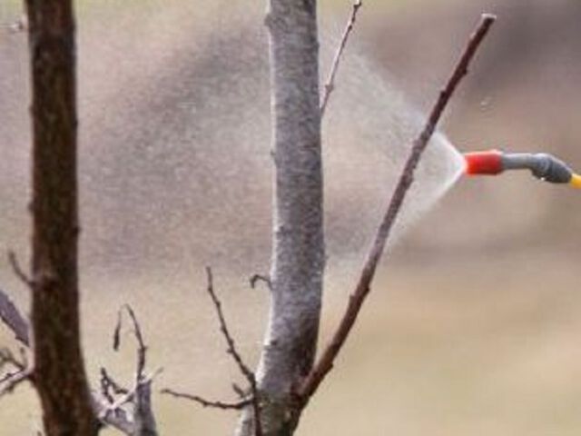 Naturalne preparaty olejowe do ochrony drzew i krzewów owocowych przed szkodnikami