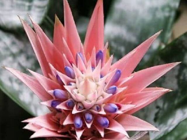 Aechmea egzotyczna roślina z przepięknym oryginalnym kwiatostanem