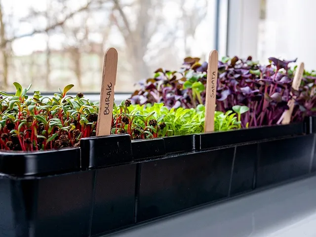 Miniszklarnie do domowej uprawy ziół, warzyw, mikrolistków na parapecie