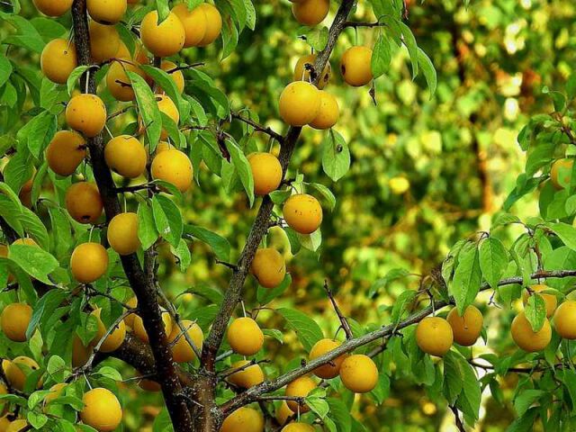 Nawożenie drzewek owocowych. Czym kierować się przy wyborze nawozów do drzewek owocowych?
